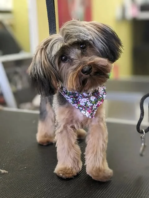 A little dog with a neatly styled coat and patterned bandana