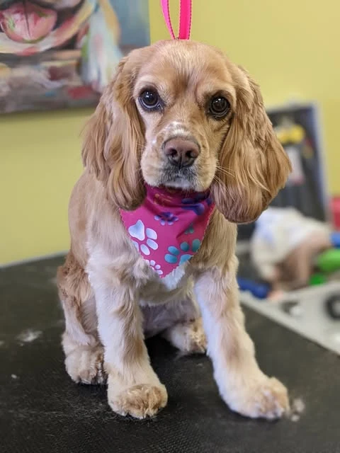 A freshly groomed spaniel wearing a pink bandana