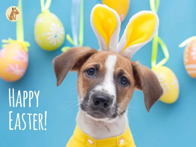 A puppy wearing bunny ears in Uptown’s Easter post