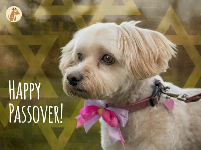 A small white dog wearing a bright pink bow