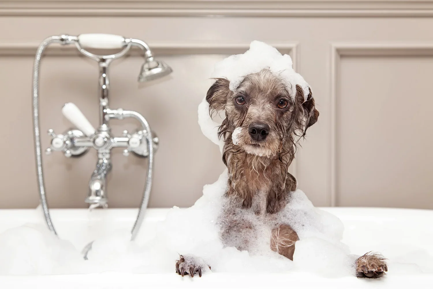 A little dog enjoying a bubbly bath at Uptown