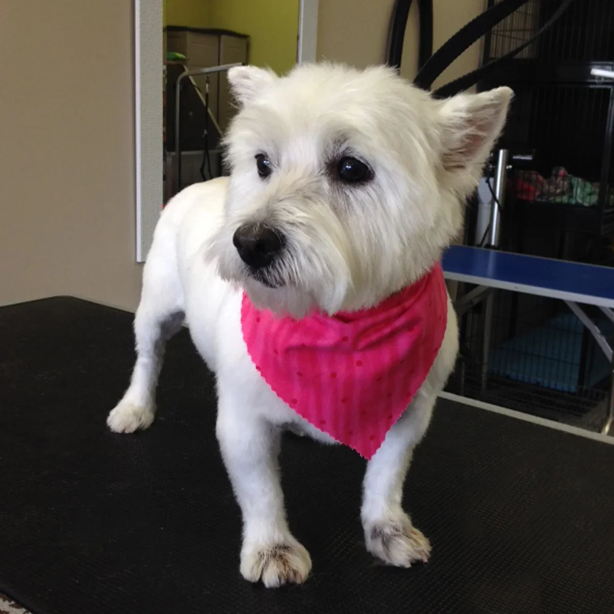 White terrier wearing a pink bandana