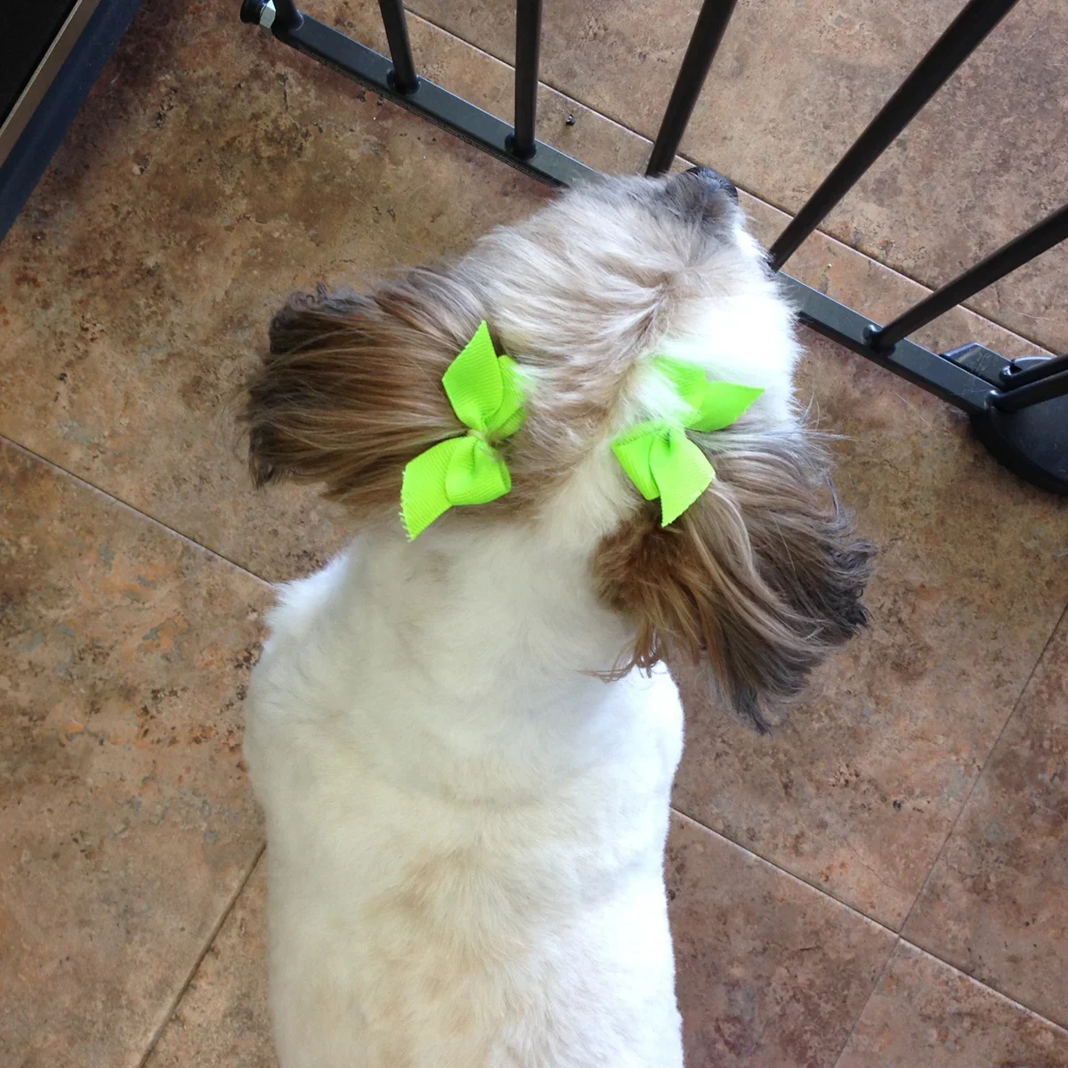 Small white and brown dog with a green bow