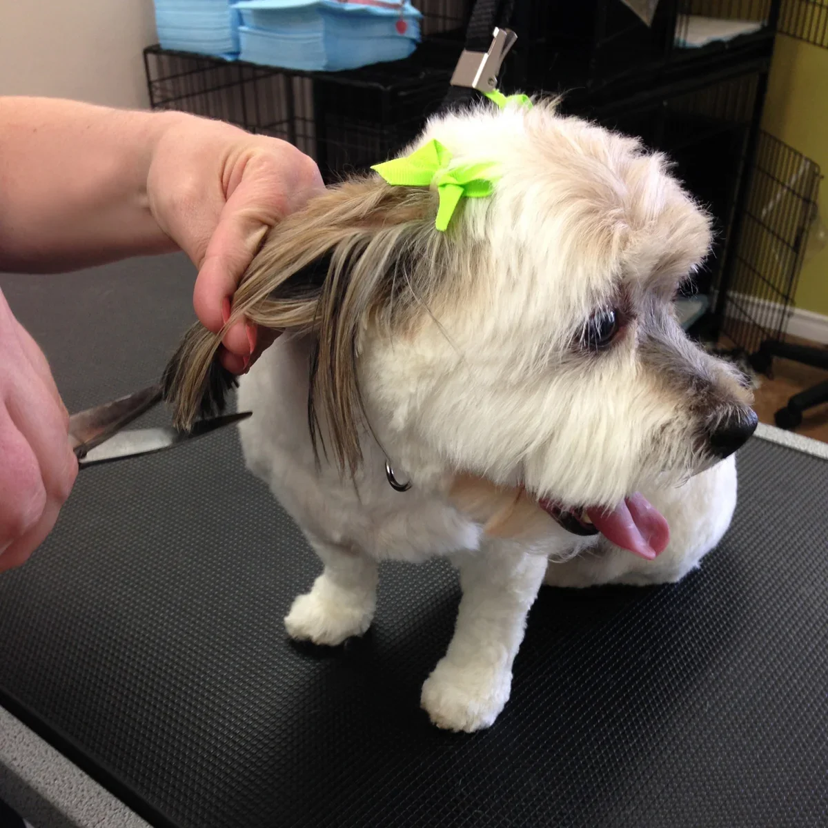 A groomer carefully trimming a small dog’s coat